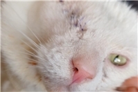 Spendenaufruf für schwer verletzten Kater Yuki in Bad Neuenahr