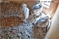 Süßer Greifvogel-Nachwuchs: Turmfalkenjungen aus Wachtberg begeistern das Netz