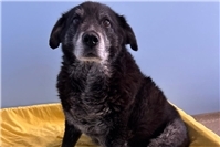 Tierheim Andernach sucht Sachspenden für Flohmarkt am 03.05.2026