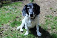 Tierischer
Notfall-Hund Blacky