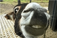 Tierliebe geht nicht durch den Magen!