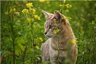 Tierquälerei in Neuwied? Katze kommt mit Verletzungen nach Hause