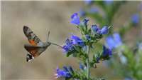 Tipps für den Naturschutz im eigenen Garten