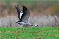 Toter Kranich in Alfter mit dem H5N1-Virus infiziert