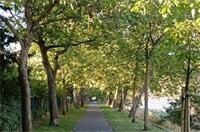 Umweltverbände unterstützen Unterschutzstellung der Walnussbaum-Allee in Niederlahnstein