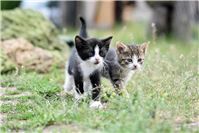 Verbandsgemeinde Montabaur beschließt Katzenschutzverordnung