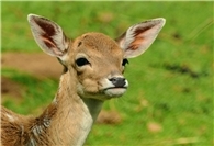 Verdacht der Jagdwilderei: Enthauptetes Rehkitz aufgefunden