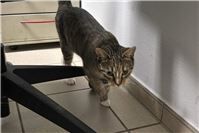 22.07.: Verlassene Katze am Bahnhof