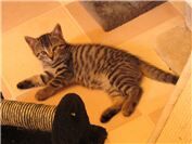 Verspielte Katzenkinder warten auf ein Zuhause