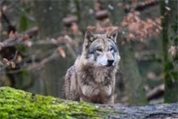 Verwaltungsgericht stoppt Wolfabschuss im Westerwald