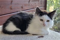 Viele Katzenkinder suchen ein Zuhause