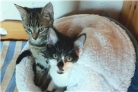 Viele kleine Katzenkinder suchen ein Zuhause