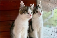 Viele kleine Katzenkinder suchen ein Zuhause