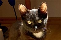 Viele kleine Katzenkinder suchen ein Zuhause