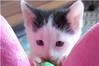 Viele kleine Katzenkinder suchen liebevolles Zuhause