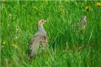 Vogel des Jahres 2026 – Das Rebhuhn