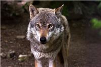 Von Wölfen, Weidetieren
und schießwütigen Trophäenjägern