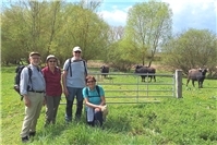 Wanderung zu karpatischen Wasserbüffeln