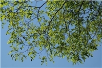 Wegen Baumfäule: Mehrere Robinien in Niederbieber müssen gefällt werden