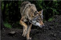 Weiblicher Wolf auf der Bundesstraße B8 tot aufgefunden