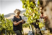 Weinlese im Ahrtal ist gestartet