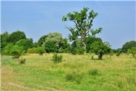 „Welche Natur wollen wir?“ – Naturschutz in der mitteleuropäischen Kulturlandschaft