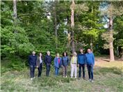 Wenn der Wald seine Vielfalt verliert