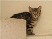 Wer hat ein Herz für süße Katzenkinder?