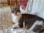 Wer kennt Katze „Marta“?