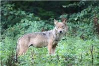 Westerwald: Abschuss von Problemwolf weiterhin gestoppt