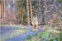 Westerwald: Genehmigung für Wolfabschuss außer Kraft