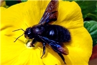 „Wildbienen – die summenden Helden“