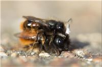 Wildbienen
helfen - aber wie?