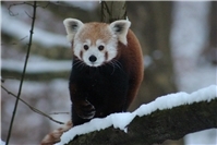 Wintereinbruch im Zoo Neuwied