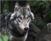 Wolf im Brohltal: 13 tote Stücke Damwild gefunden