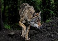 Wolf wird ins Jagdrecht aufgenommen