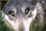 Wolfssichtung in Remagen: Verhaltensempfehlungen der Stadt