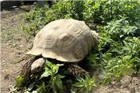 Zoo Neuwied: Kleine Umbauten, große Fortschritte