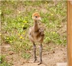 Zoo Neuwied: Nachwuchs bei den Paradieskranichen
