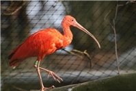 Zoo Neuwied: Rote Neuzugänge bringen Farbe ins Spiel 