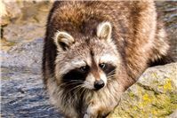 Zugewanderte Tier- und Pflanzenarten: Segen oder Fluch?