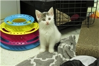 Zwei Schüchterne Stubentiger Suchen ein Zuhause