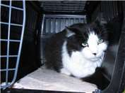 Zwei besondere Katzen auf der Suche