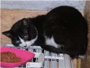 Zwei besondere Katzenschicksale auf der Suche nach dem passenden Zuhause