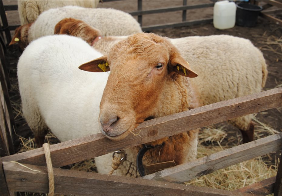 Schafmarkt auf dem Lukasmarkt