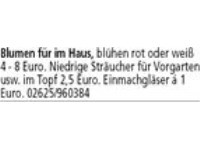 Blumen für im Haus, blühen rot oder weiß 4 - 8 Euro. Niedrige Sträucher für Vorgarten usw. im Topf 
