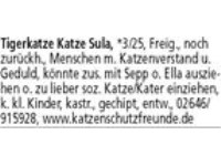 Kitten, in allen Farben, stehen ab der 12. Lebenswoche zur Vermittlung, Besuch ab der 8. Lebenswoch