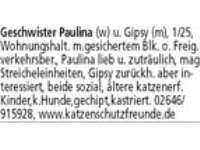 Kitten, in allen Farben stehen ab der 12.  Lebenswoche zur Vermittlung, Besuch ab der 8. Lebenswoch