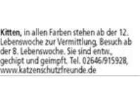 Kitten, in allen Farben stehen ab der 12.  Lebenswoche zur Vermittlung, Besuch ab der 8. Lebenswoch