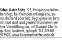 Kitten, in allen Farben, stehen ab der 12. Lebenswoche zur Vermittlung, Besuch ab der 8. Lebenswoch